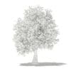 Olive Tree 3D Model 3.9m (10539) - Image 8
