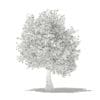 Olive Tree with Fruits 3D Model 3.9m (10540) - Image 4