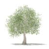 Olive Tree with Fruits 3D Model 3.9m (10540) - Image 5