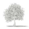Olive Tree with Fruits 3D Model 3.9m (10540) - Image 6