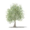 Olive Tree with Fruits 3D Model 3.9m (10540) - Image 7