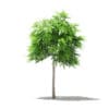Mango Tree 3D Model 1.7m (10541) - Image 3