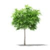 Mango Tree 3D Model 1.7m (10541) - Image 5