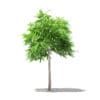 Mango Tree 3D Model 1.7m (10541) - Image 7