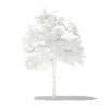 Mango Tree 3D Model 1.7m (10541) - Image 8