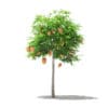 Mango Tree with Fruits 3D Model 1.7m (10542) - Image 3