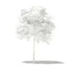 Mango Tree with Fruits 3D Model 1.7m (10542) - Image 4