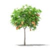 Mango Tree with Fruits 3D Model 1.7m (10542) - Image 5