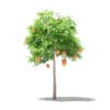 Mango Tree with Fruits 3D Model 1.7m (10542) - Image 7