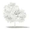 Mango Tree 3D Model 2.6m (10543) - Image 2