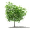 Mango Tree 3D Model 2.6m (10543) - Image 3