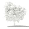 Mango Tree 3D Model 2.6m (10543) - Image 4