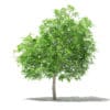 Mango Tree 3D Model 2.6m (10543) - Image 5