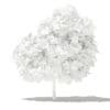 Mango Tree 3D Model 2.6m (10543) - Image 6