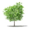 Mango Tree 3D Model 2.6m (10543) - Image 7