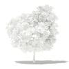 Mango Tree 3D Model 2.6m (10543) - Image 8