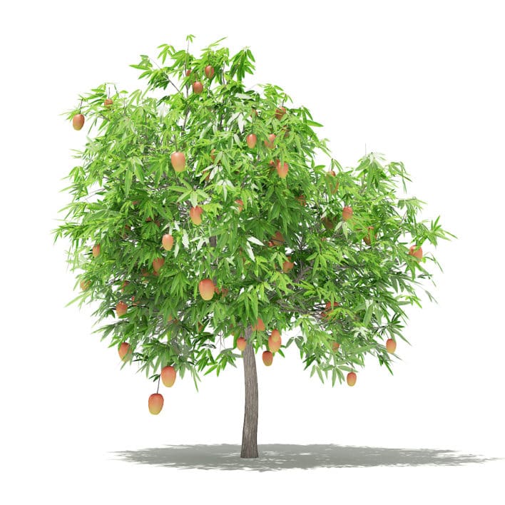 Mango Tree with Fruits 3D Model 2.6m (10544)