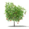 Mango Tree with Fruits 3D Model 2.6m (10544) - Image 3