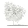 Mango Tree with Fruits 3D Model 2.6m (10544) - Image 4