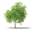 Mango Tree with Fruits 3D Model 2.6m (10544) - Image 5