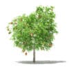 Mango Tree with Fruits 3D Model 2.6m (10544) - Image 7