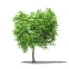 Mango Tree 3D Model 2.7m (10545) - Image 3