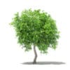 Mango Tree 3D Model 2.7m (10545) - Image 5