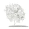 Mango Tree 3D Model 2.7m (10545) - Image 6