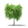 Mango Tree 3D Model 2.7m (10545) - Image 7