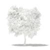 Mango Tree 3D Model 2.7m (10545) - Image 8