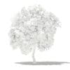Mango Tree with Fruits 3D Model 2.7m (10546) - Image 2