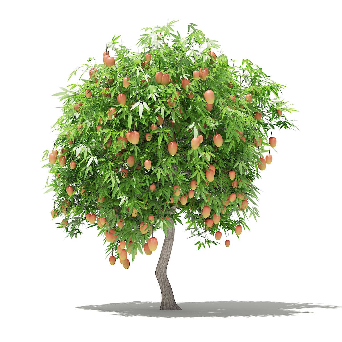 energie Conjugeren temperatuur Mango Tree with Fruits 3D Model 2.7m