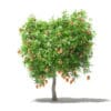 Mango Tree with Fruits 3D Model 2.7m (10546) - Image 3
