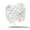 Mango Tree with Fruits 3D Model 2.7m (10546) - Image 4