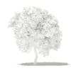 Mango Tree with Fruits 3D Model 2.7m (10546) - Image 6