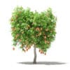 Mango Tree with Fruits 3D Model 2.7m (10546) - Image 7