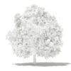 Mango Tree 3D Model 4m (10547) - Image 2