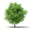 Mango Tree 3D Model 4m (10547) - Image 3
