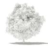Mango Tree 3D Model 4m (10547) - Image 4