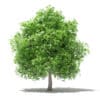 Mango Tree 3D Model 4m (10547) - Image 5