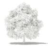 Mango Tree 3D Model 4m (10547) - Image 6
