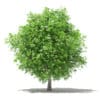 Mango Tree 3D Model 4m (10547) - Image 7