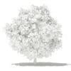 Mango Tree 3D Model 4m (10547) - Image 8