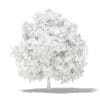 Mango Tree with Fruits 3D Model 4m (10548) - Image 2