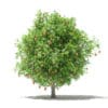 Mango Tree with Fruits 3D Model 4m (10548) - Image 3