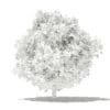 Mango Tree with Fruits 3D Model 4m (10548) - Image 4