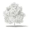 Mango Tree with Fruits 3D Model 4m (10548) - Image 6