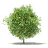 Mango Tree with Fruits 3D Model 4m (10548) - Image 7