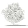 Mango Tree with Fruits 3D Model 4m (10548) - Image 8