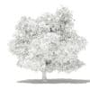 Mango Tree 3D Model 4.8m (10549) - Image 2